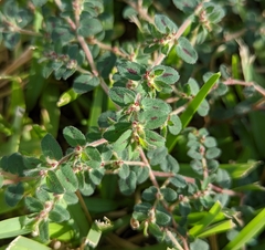 Euphorbia velleriflora