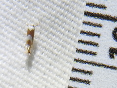 Phyllonorycter fitchella