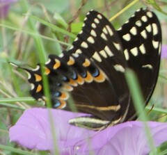 Papilio palamedes