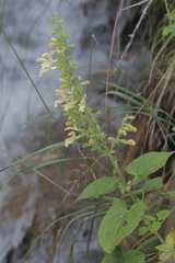 Salvia glutinosa