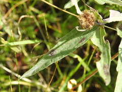 Centaurea uniflora
