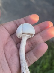 Agrocybe molesta