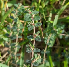Euphorbia velleriflora