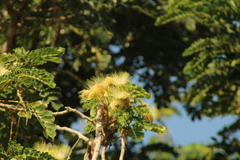 Albizia lebbeck