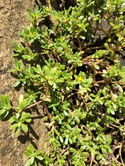 Portulaca oleracea