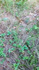 Achillea millefolium