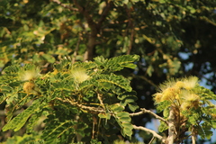Albizia lebbeck