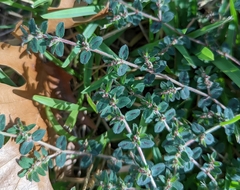 Euphorbia velleriflora
