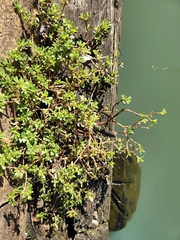 Portulaca oleracea