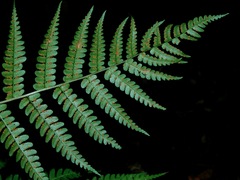 Dryopteris marginalis