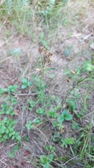 Achillea millefolium