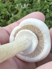 Agrocybe molesta