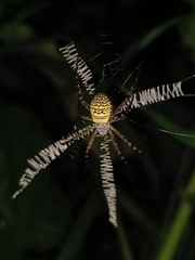 Argiope aemula