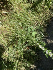 Lespedeza cuneata