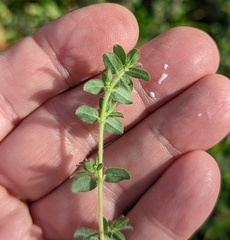 Euphorbia velleriflora