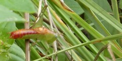 Conocephalus brevipennis