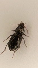 Carabidae