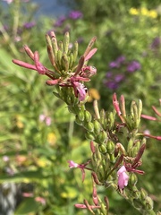 Lespedeza cuneata