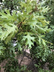 Quercus shumardii