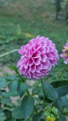 Dahlia