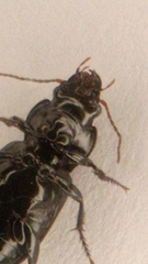 Carabidae