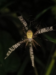 Argiope aemula