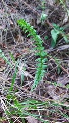 Filipendula vulgaris