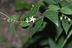 Vincetoxicum hirundinaria