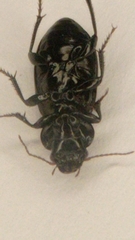 Carabidae