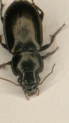 Carabidae