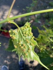 Daktulosphaira vitifoliae