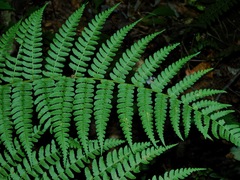 Dryopteris marginalis