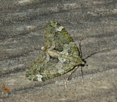 Chloroclysta siterata