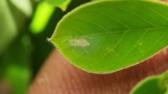 Clubionidae