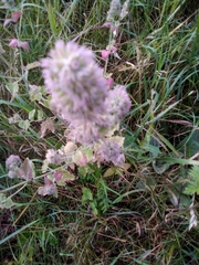 Nepeta