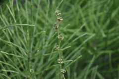 Pectiantia pentandra