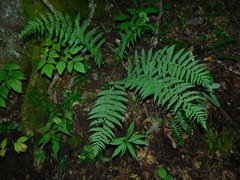 Dryopteris marginalis