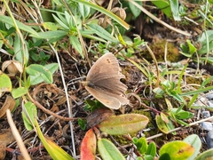 Erebia pronoe