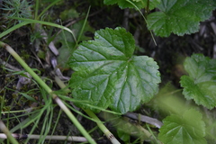 Pectiantia pentandra