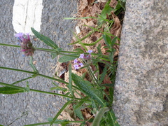 Verbena bonariensis
