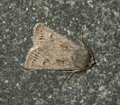 Agrotis bigramma