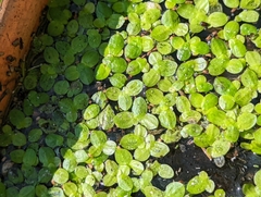 Lemna aequinoctialis