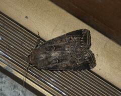 Agrotis bigramma