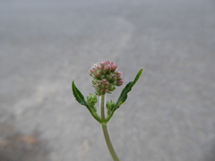 Verbena bonariensis