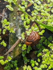 Lemna aequinoctialis
