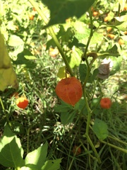 Alkekengi officinarum