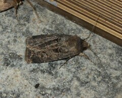 Agrotis bigramma
