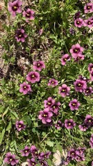 Diascia