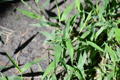 Urochloa reptans