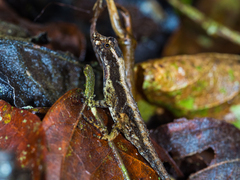 Anolis vittigerus